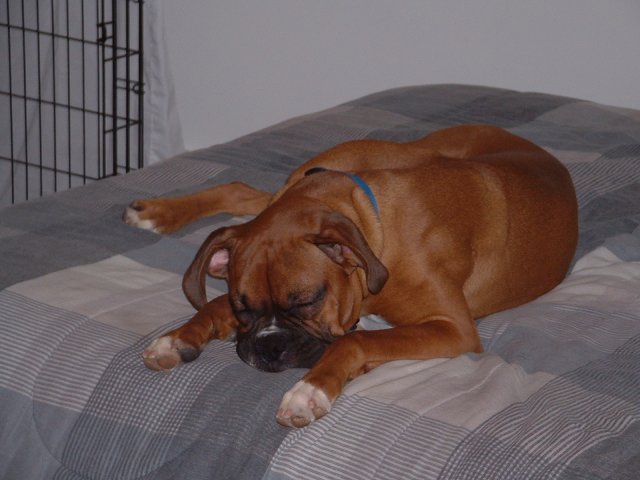 Samson Sleeping