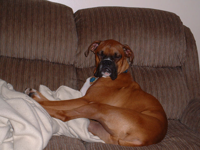 Samson Sleeping