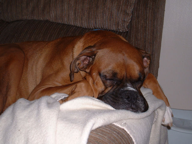 Samson sleeping