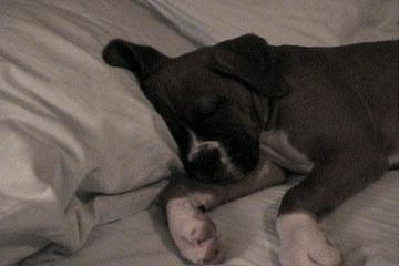 Samson Sleeping