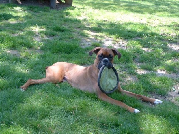 Samson with Frisbee