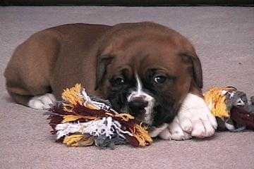 SAMSON
