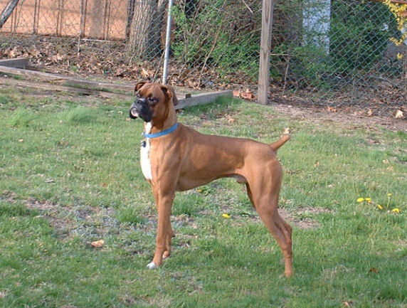 Samson