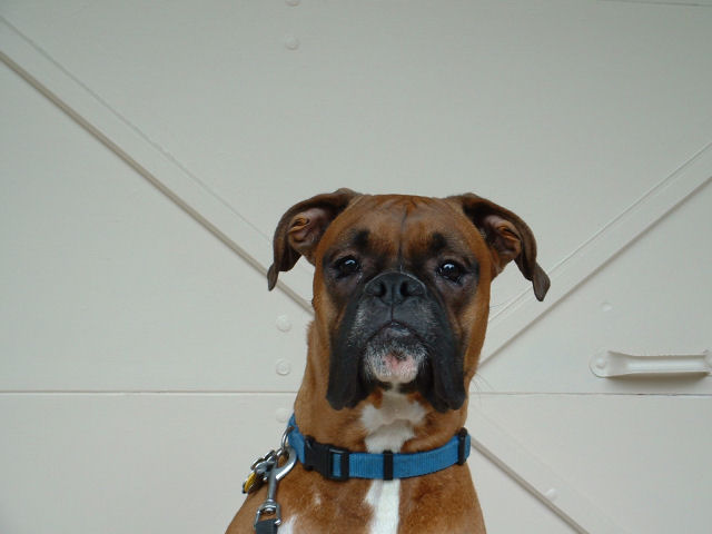 Samson