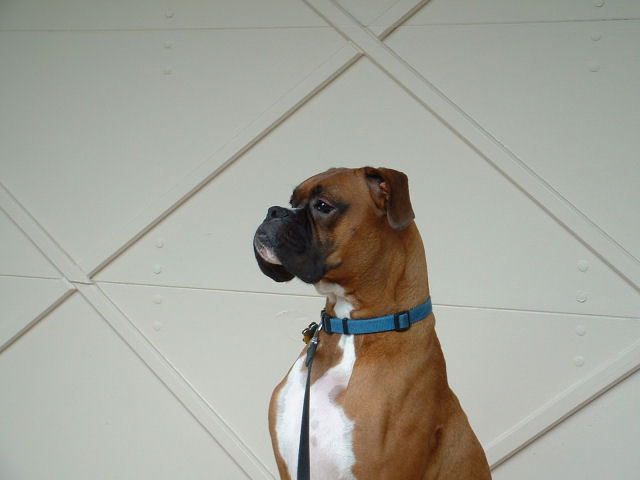 Samson