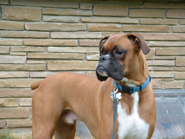 Samson