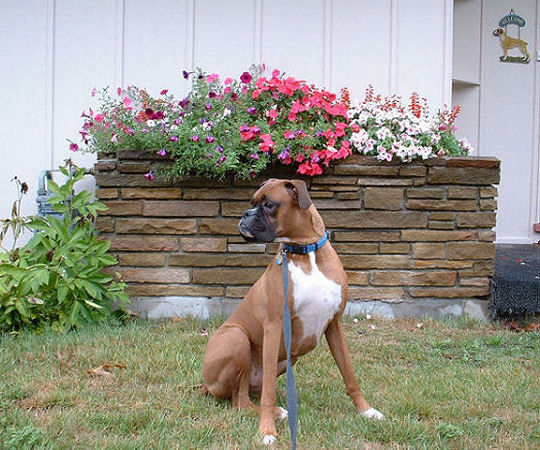 Samson