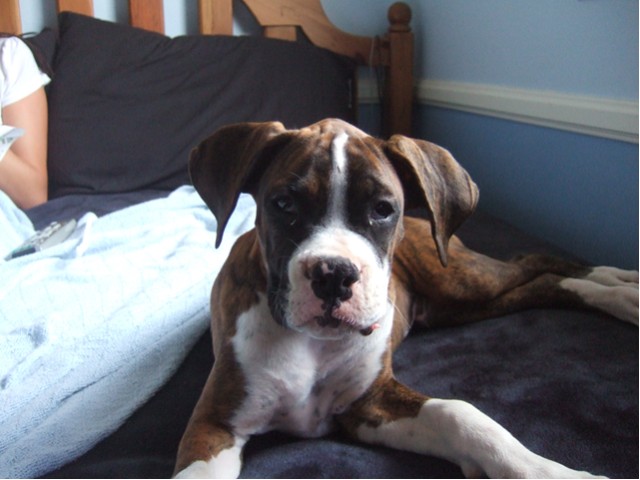 Samson