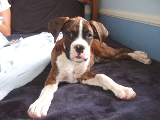 Samson
