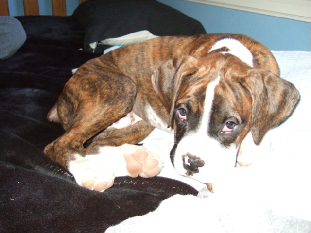 Samson