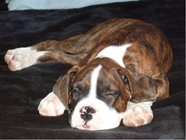 Samson