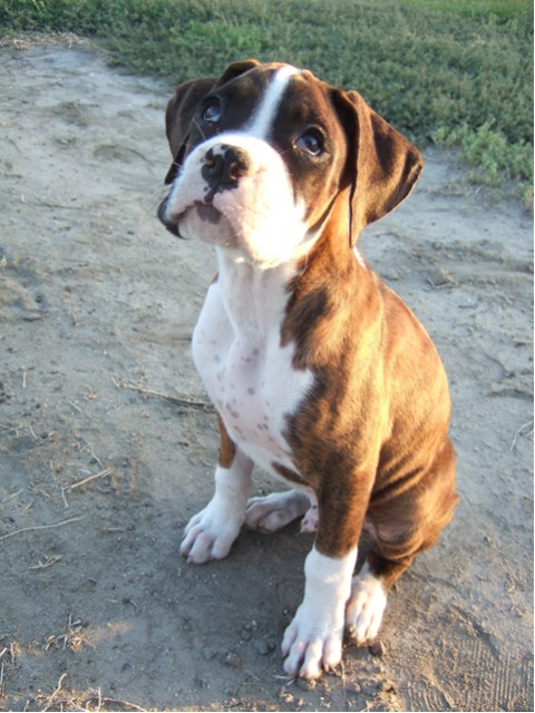 Samson