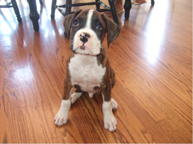 Samson