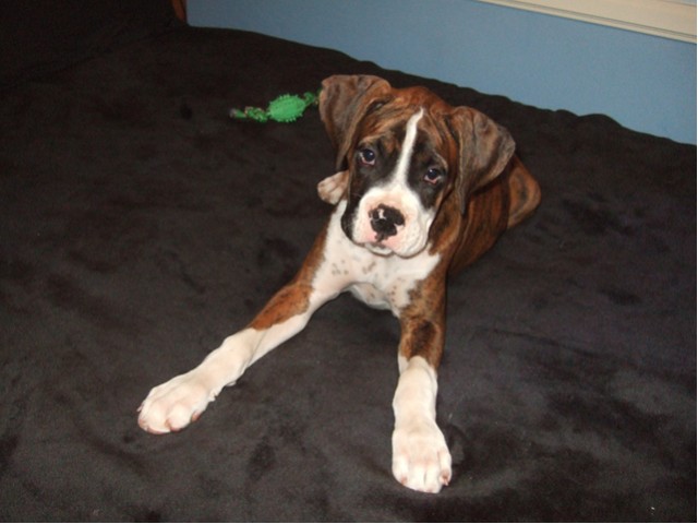 Samson