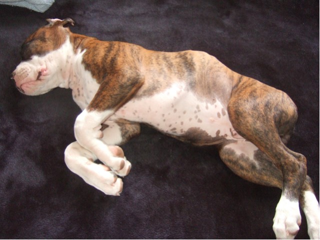 Samson