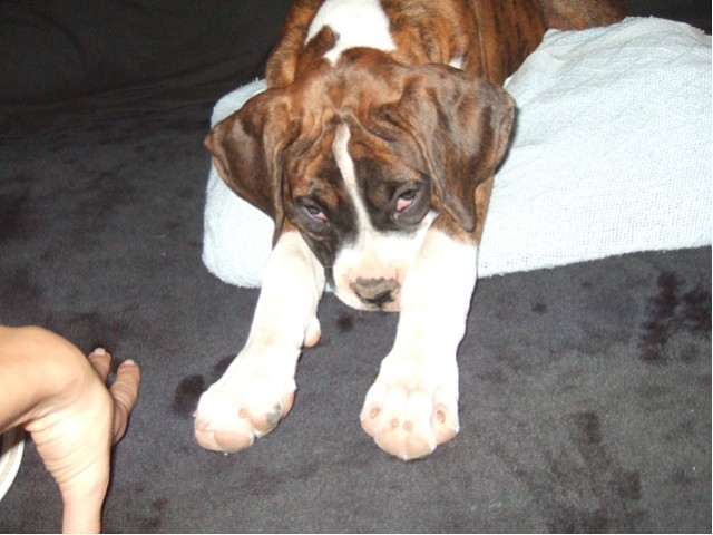 Samson