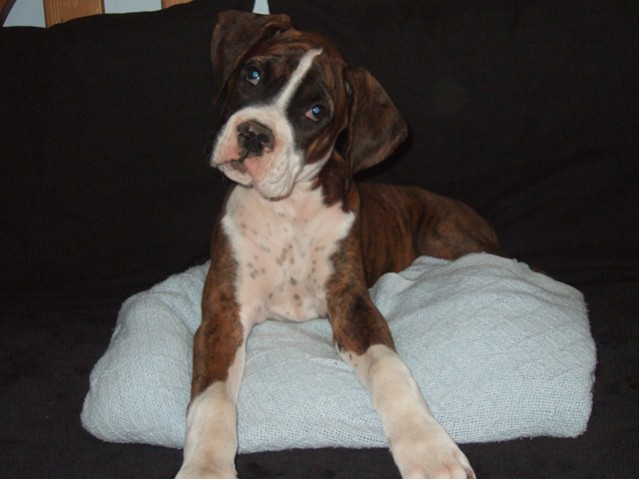 Samson