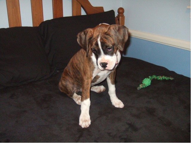Samson