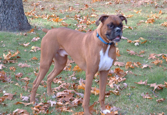 Samson