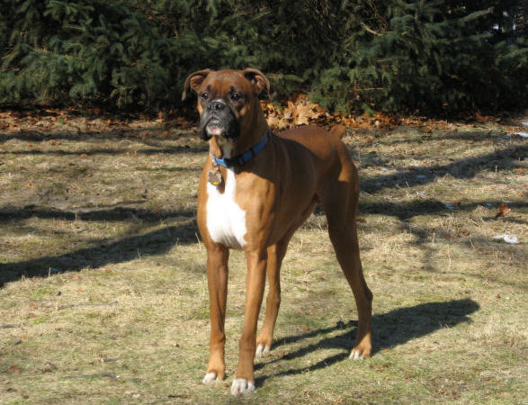 Samson