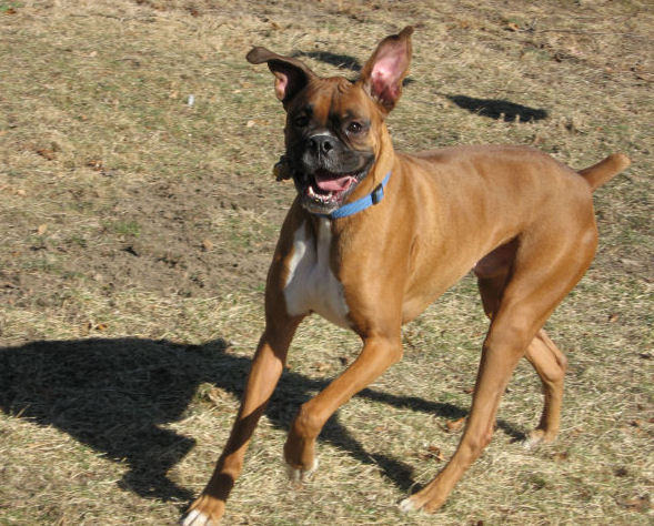 Samson