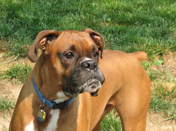Samson