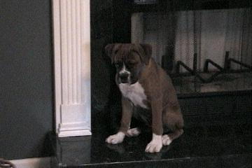 Samson