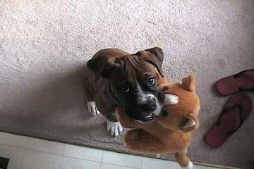 Samson