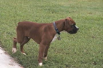 Samson