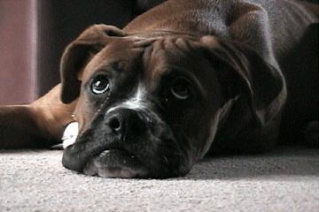 samson