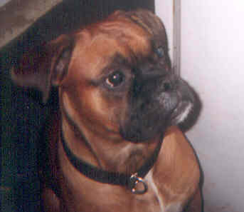 Samson1