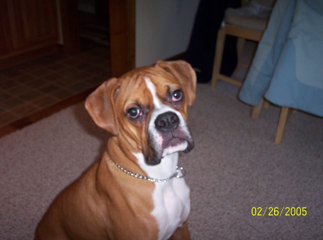 Samson11