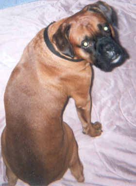 Samson_posing