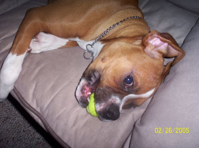Samson_tennisball2