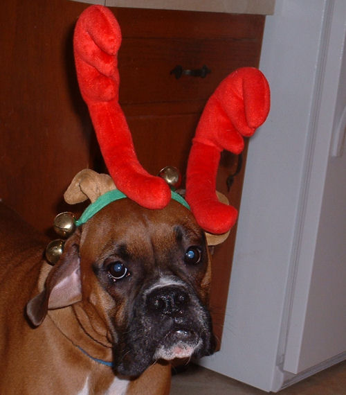 Samson's Antlers