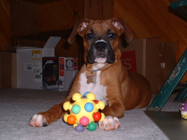 Samson's Ball