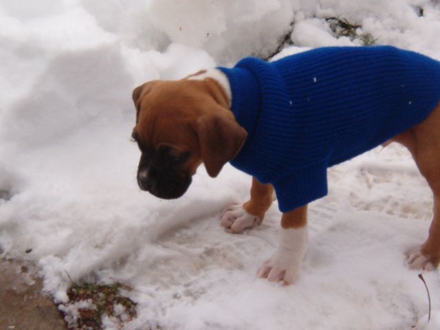 Samsons first look at snow
