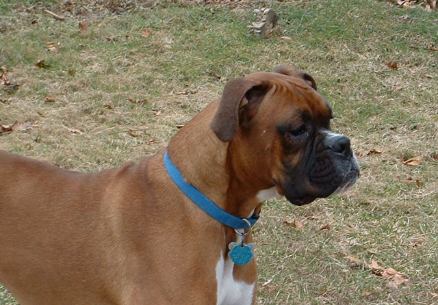 Samson's Head Shot