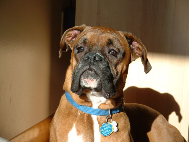 Samson's Head Shot