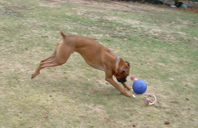 Samson's Jolly Ball