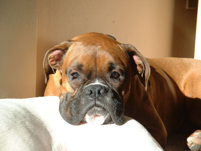 Samson's Pillow