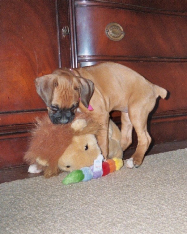 Sancha's Lion
