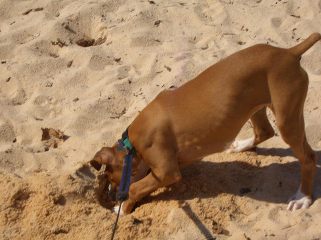 Sand Devil