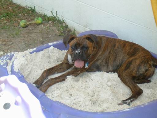 sand dog