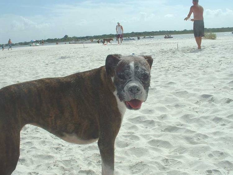 Sand Face!