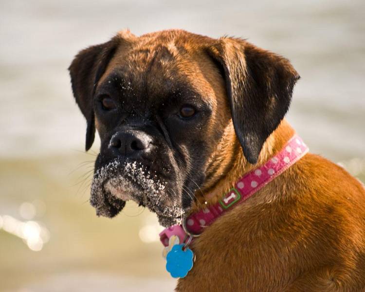 sandy face