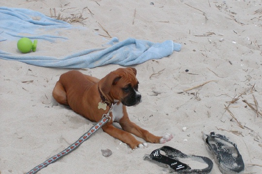 sandy