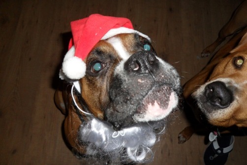 Santa Bo!
