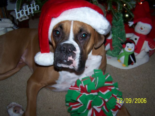 Santa Boxer