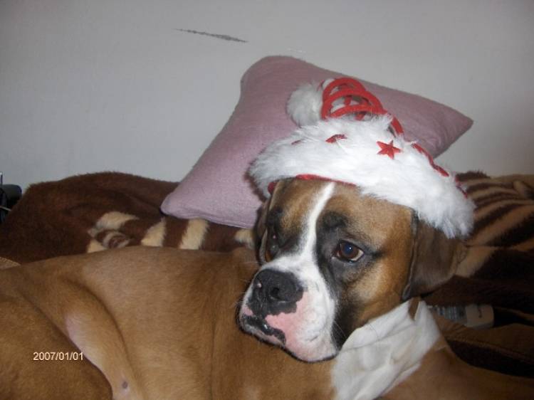 santa BOXER